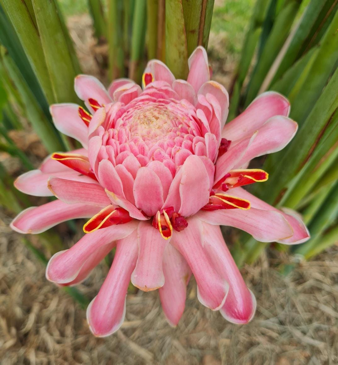 Pink Torch Ginger Live Rhizome Tropical Plant Exotic Plant Flower