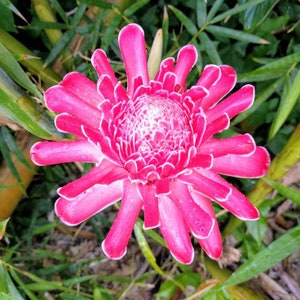 Shoking Pink torch ginger live Rhizome tropical plant exotic plant flower