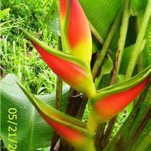 Heliconia Giant lobster claw live tropical rhizome exotic plant