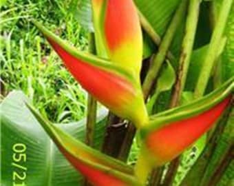 Heliconia Giant lobster claw live tropical rhizome exotic plant