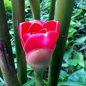 Coral tulip torch ginger Etlingera eliator live rhizome