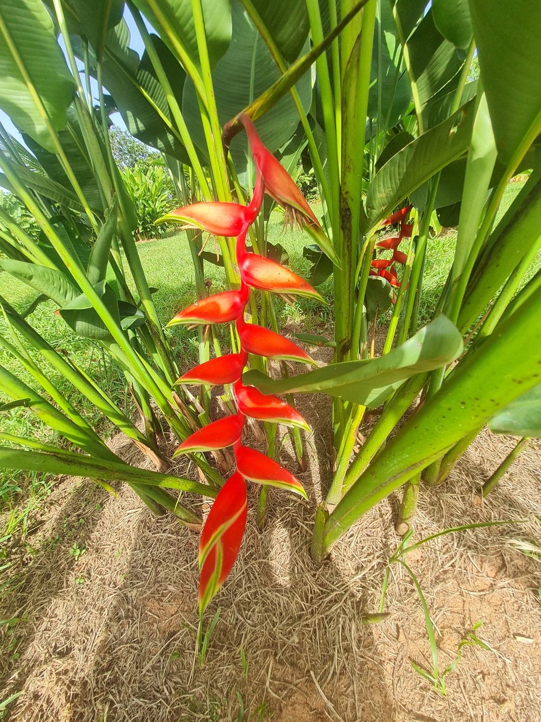Lobster claw plant discount