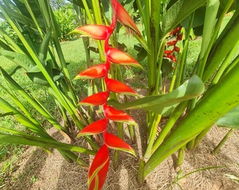 Heliconia Rostrata PR Libre hanging lobster claw live rhizome tropical plant