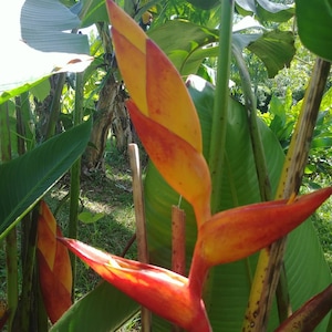 New Heliconia Champneiana Maya Sunrise live rhizome tropical exotic lobster claw