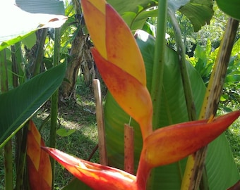 New Heliconia Champneiana Maya Sunrise live rhizome tropical exotic lobster claw