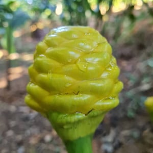 New Early Yellow Beehive shampoo ginger live rhizome exotic plant Zingiber ssp.