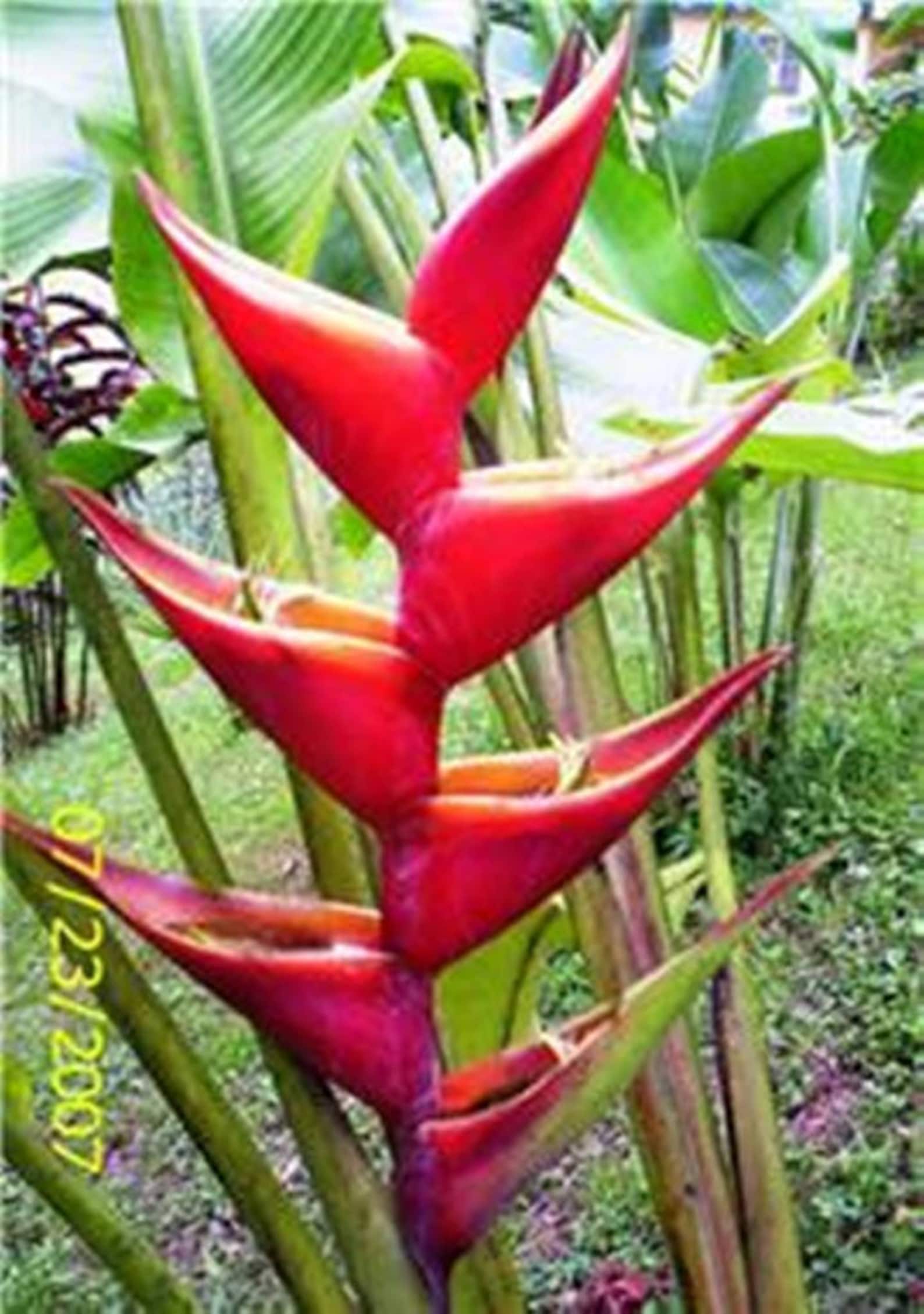 Heliconia Kawauchi rizoma vivo planta tropical exótica familia - Etsy ...