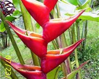 Heliconia Kawauchi live rhizome exotic tropical plant banana family