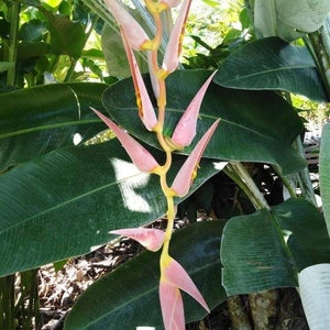 New Heliconia penduloides Perfect Darling live tropical rhizome exotic plant