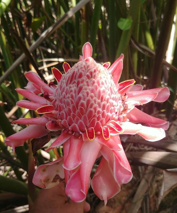Torch Ginger ムームー ドレス Yamamoto Pink Torch Ginger Live Rhizome Tropical Exotic Plant
