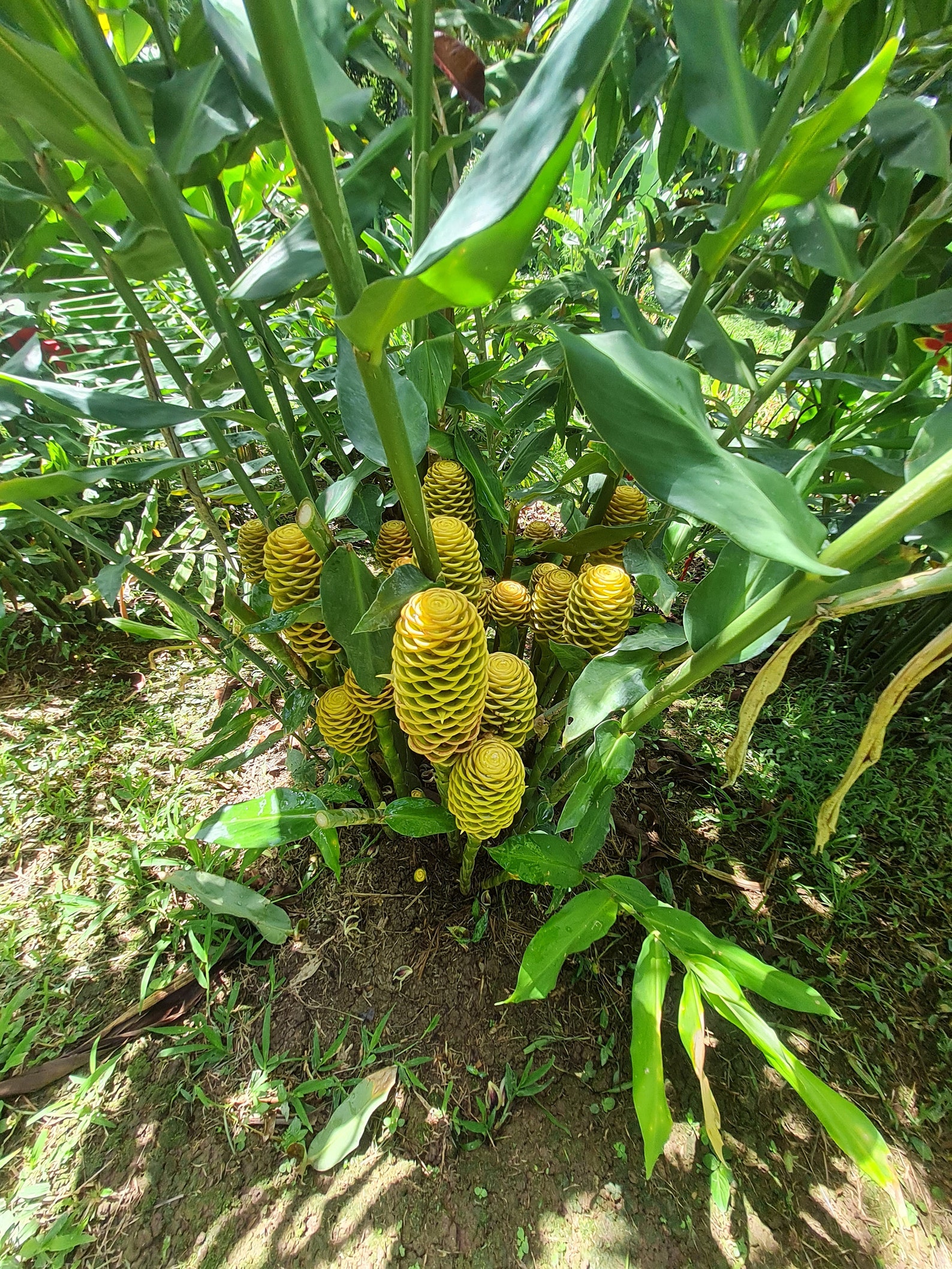 Beehive Ginger Live Rhizome Exotic Plant Zingiber Spectabile - Etsy