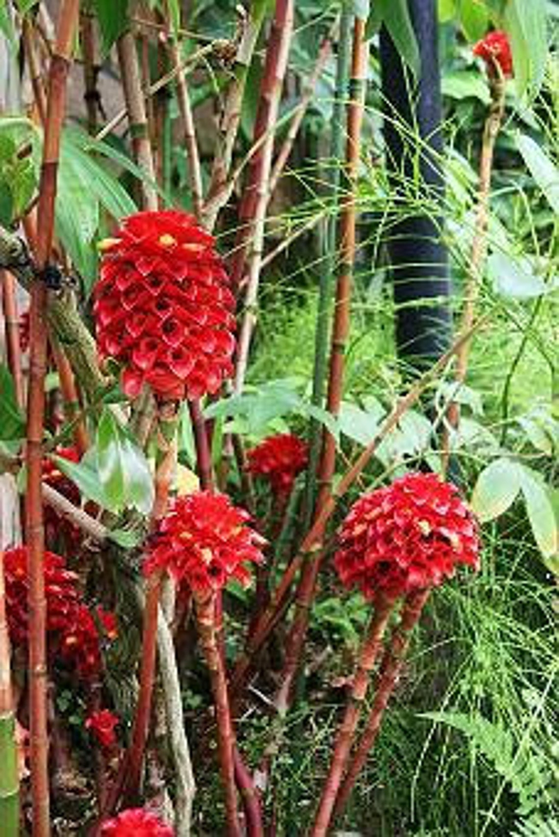 Tapeinochilos ananassae Indonesian wax ginger live rhizome Etsy