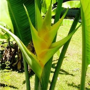 Heliconia caribaea Chartreuse live rhizome exotic tropical landscaping