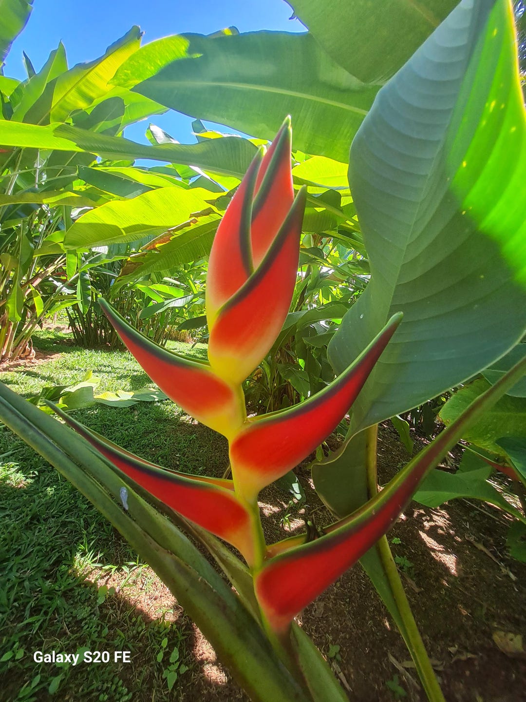 【Tachi-Hina】パトリシア・ウルキオラ tropicalia il_1080xN.7773527629_b8of.jpg