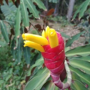 May include: A close-up of a tropical flower with vibrant colors. The flower features bright yellow petals emerging from a red, spiraled bud. Green leaves surround the flower, with a blurred background of foliage.