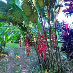 Heliconia Longissima Red Wings live rhizome giant tropical plant exotic banana family image 4