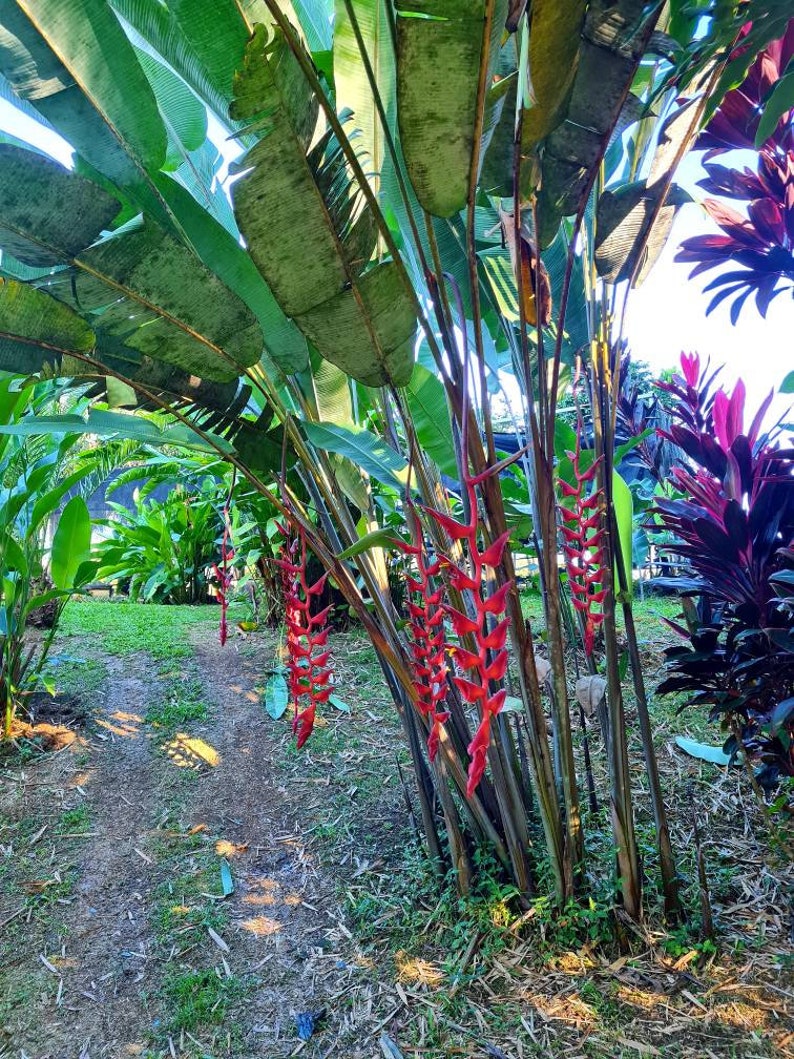 Heliconia Longissima Red Wings live rhizome giant tropical plant exotic banana family image 4