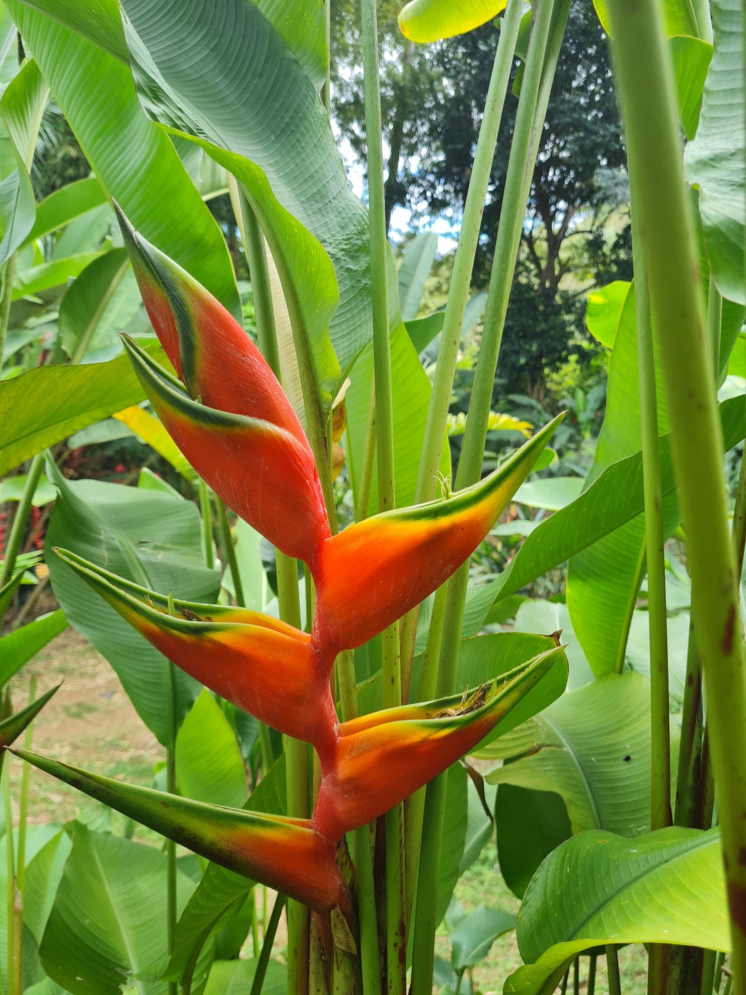 Heliconia Halloween Live Rhizome Tropical Plant Exotic Flower - Etsy