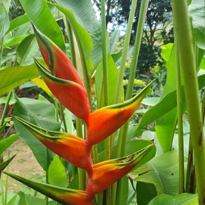 Heliconia Halloween live rhizome tropical plant exotic flower