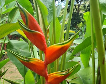 Heliconia Halloween live rhizome tropical plant exotic flower