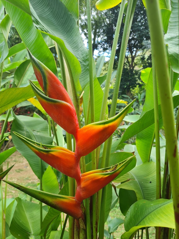 Heliconia Halloween Live Rhizome Tropical Plant Exotic Flower - Etsy