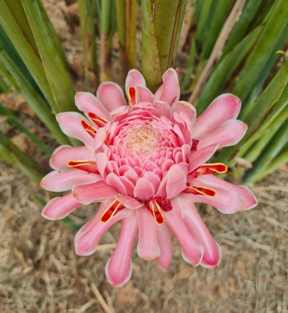 Pink torch ginger live Rhizome tropical plant exotic plant flower