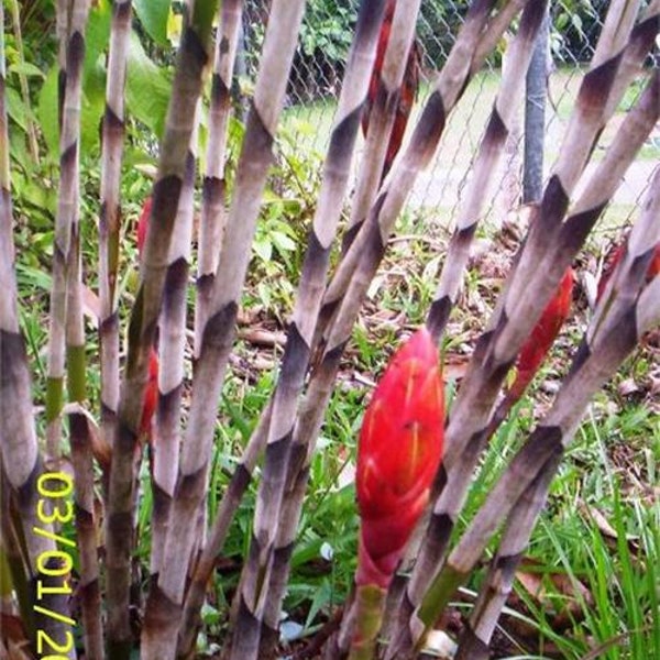 Costus Stenophyllus bamboo ginger live rhizome tropical plant exotic