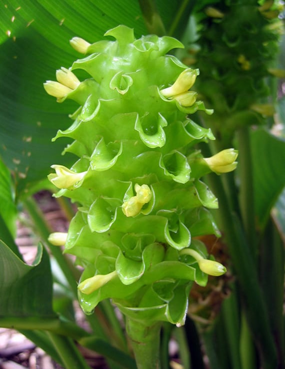 elefantenohren pflanzen Kaufen Sie jetzt Zimmerpflanze Elefantenohr Alocasia wentii main image 0
