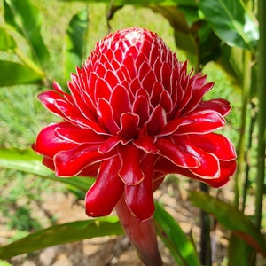 Red torch ginger live Rhizome tropical  exotic plant flower