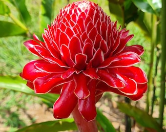 Red Torch Ginger Live Rhizome Tropical Exotic Plant Flower - Etsy