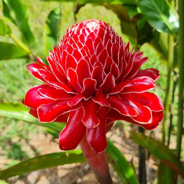 Red torch ginger live Rhizome tropical  exotic plant flower