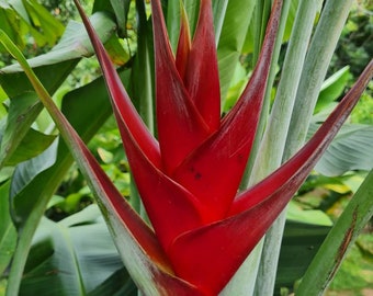 New Heliconia caribaea Black Magic live rhizome exotic tropical landscaping