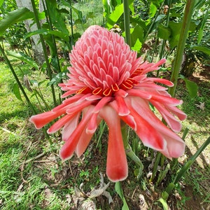 Pink torch ginger live Rhizome tropical plant exotic plant flower