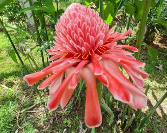 Pink torch ginger live Rhizome tropical plant exotic plant flower