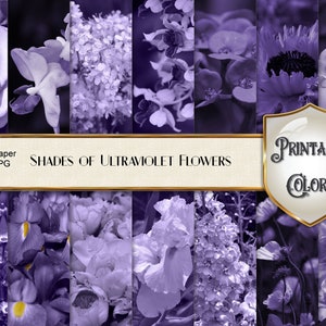 Carta digitale fiori viola - Ultraviolet - Digital download - Scrapbook fiori - Sfondo fiori viola - Sfondo viola - Fotografia fiori - Viola