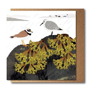Carte oiseaux côtiers - Gravelot et bécasseau variable - Carte de voeux écologique