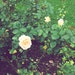 Amelyne