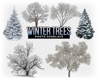 Download Winter Bare Trees Etsy