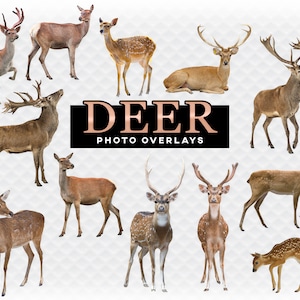 Deer Overlay Photoshop Overlays for Photoshop. Digital Scrapbooking. Composite. PNG Deer Transparent Digital  Deer Overlay Transparent Deer