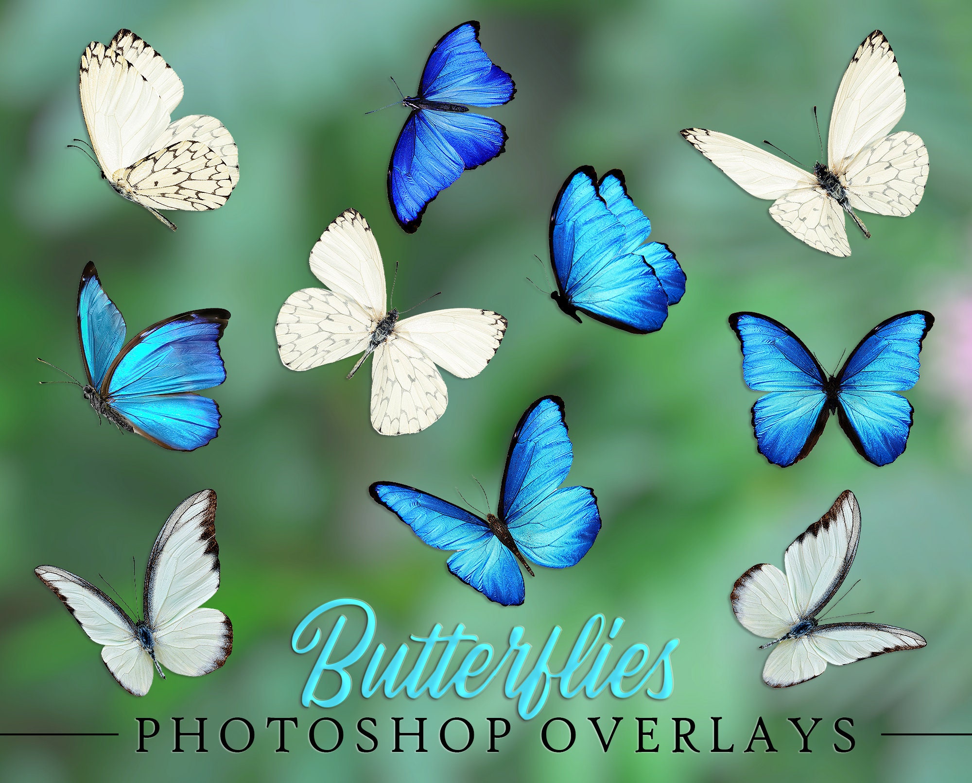 Butterflies Overlay Overlays for Etsy
