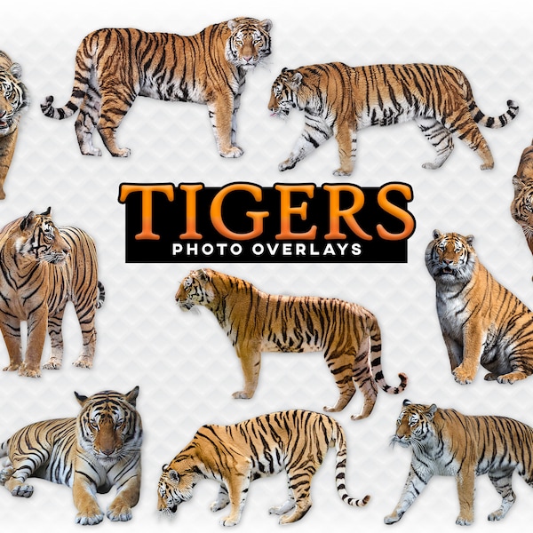 Tigers Overlay Photoshop Overlays for Photoshop. Digital Scrapbooking. Composite. PNG Tiger Transparent Tigers PNG Clipart Digital Overlays