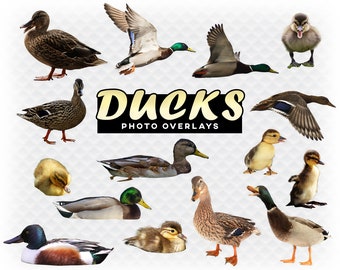 Enten overlay Photoshop Overlays für Fotografen, Einladungen, Scrapbooking und mehr. Hochwertige Instant Download PNG Clipart