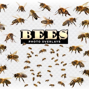 Bees Overlay Photoshop Overlays for Photographers, Invitations, Scrapbooking, and More. High Quality Instant Download PNG Bee Clipart