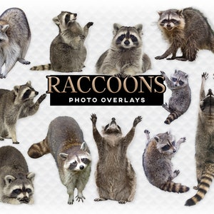 Ratons laveurs Ratons laveurs Superposition Photoshop Superpositions pour photographes, invitations, scrapbooking, etc. Clipart PNG de téléchargement instantané de haute qualité