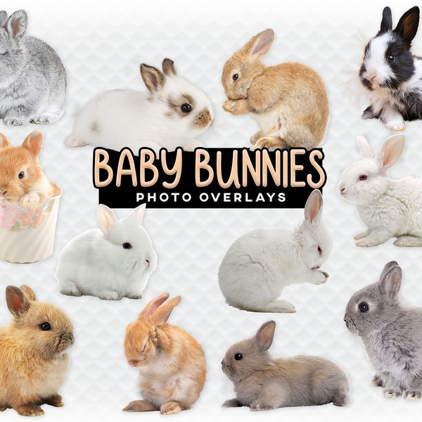 Baby Bunnies Overlay Photoshop Overlays for Photographers, Scrapbooking, and More. High Quality Clipart Clip Art Baby Bunny Photo Overlay