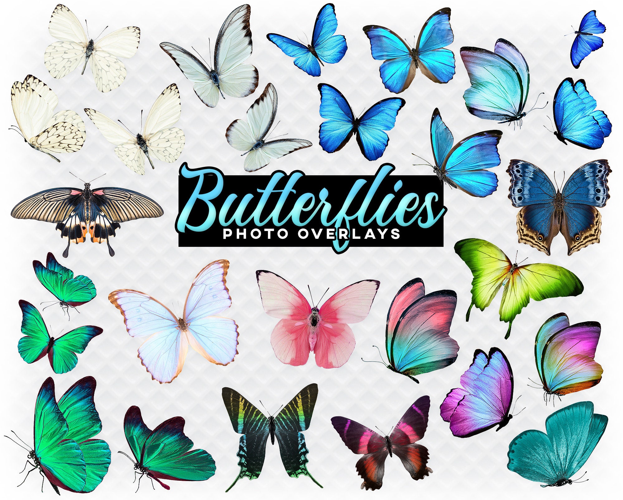 Butterflies Overlay Overlays for Etsy