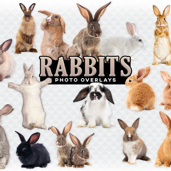 Bunny Rabbits Overlay Photoshop Overlays for Photographers, Scrapbooking, and More. High Quality Clip Art Bunny Rabbit Clip Art Rabbits PNG