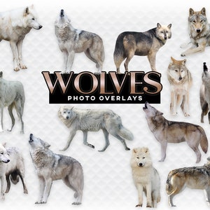 Wild Wolves Wolf Animal Outdoor Overlays for Photographers, Clip Art, Scrapbook, High Quality Images Howling Wild Animals