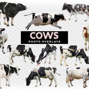 Cows Cattle Overlay Photoshop Overlays for Photoshop. Digital Scrapbooking. Composite. PNG Cattle Clipart Cows Clip Art Farm Animals PNG
