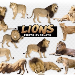Lions Animal Outdoor Overlays for Photographers, Clip Art, Scrapbook, High Quality Images Growling Wild Animals